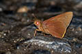 Grey-branded Redeye Matapa druma (Dark-brand Redeye)