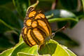 Grey-lined Lascar Pantoporia dindinga