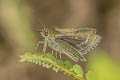 Grey Scrub Hopper Aeromachus jhora creta