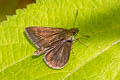 Grey Scrub Hopper Aeromachus jhora creta