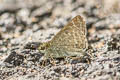 Grey Scrub Hopper Aeromachus jhora creta