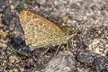 Grey Scrub Hopper Aeromachus jhora creta