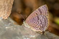 Grey-washed Oakblue Arhopala aurelia 