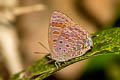 Grey-washed Oakblue Arhopala aurelia 