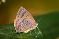 Grey-washed Oakblue Arhopala aurelia 