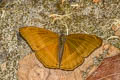 Grey Commodore Bhagadatta austenia alistairi