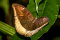 Grey Count Cynitia lepidea cognata