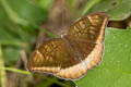 Grey Count Cynitia lepidea cognata