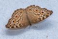 Grey Pansy Junonia atlites atlites