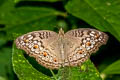 Grey Pansy Junonia atlites atlites