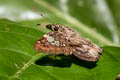 Grey Pied Flat Coladenia laxmi sobrina