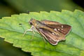 Grey Swift Parnara bada (African Straight Swift, Oriental Straight Swift)