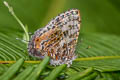 Grey Tinsel Catapaecilma major emas