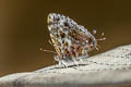 Grey Tinsel Catapaecilma major albicans