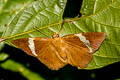 Hainan Dawnfly Capila hainana hainana (Spot Dawnfly)