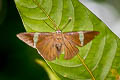 Hainan Dawnfly Capila hainana hainana (Spot Dawnfly)