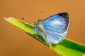 Hampson's Hedge Blue Acytolepis lilacea indochinensis