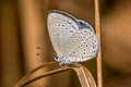 Hedge Cupid Bothrinia chennelli celastroides