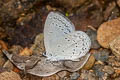 Hedge Cupid Bothrinia chennelli celastroides