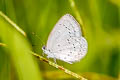 Hedge Cupid Bothrinia chennelli celastroides