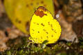 Hill Grass Yellow Eurema simulatrix tecmessa (Scarce Grass Yellow)