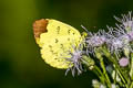 Hill Grass Yellow Eurema simulatrix ssp. (Scarce Grass Yellow)