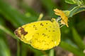 Hill Grass Yellow Eurema simulatrix ssp. (Scarce Grass Yellow)