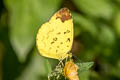 Hill Grass Yellow Eurema simulatrix ssp. (Scarce Grass Yellow)