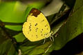 Hill Grass Yellow Eurema simulatrix tecmessa (Scarce Grass Yellow)