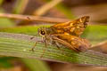 Himalayan Forest Darter Ochlodes brahma (Himalayan Darter)