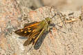 Himalayan Forest Darter Ochlodes brahma (Himalayan Darter)