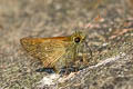 Himalayan Forest Darter Ochlodes brahma (Himalayan Darter)