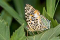 Himalayan Jester Symbrenthia hypselis cotanda