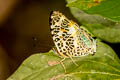Himalayan Jester Symbrenthia hypselis cotanda