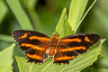 Himalayan Jester Symbrenthia hypselis cotanda