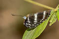 Himalayan Sergeant Athyma opalina shan (Hill Sergeant)