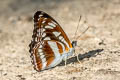 Himalayan Sergeant Athyma opalina shan (Hill Sergeant)