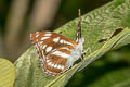 Himalayan Sergeant Athyma opalina shan (Hill Sergeant)