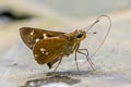 Himalayan Swift Zenonoida discreta discreta