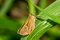 Himalayan Swift Zenonoida discreta discreta