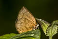 Hooked Oakblue Arhopala paramuta paramuta