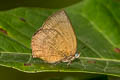 Hooked Oakblue Arhopala paramuta paramuta