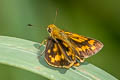 Indian Dart Potanthus pseudomaesa clio (Common Dart)