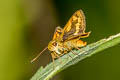 Indian Dart Potanthus pseudomaesa clio (Common Dart)