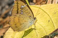 Indian Blue Baron Cynitia telchinia telchinia