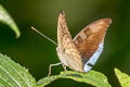 Indian Blue Baron Cynitia telchinia telchinia