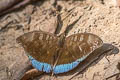 Indian Blue Baron Cynitia telchinia telchinia