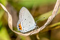 Indian Cupid Everes lacturnus rileyi (Oriental Cupid)