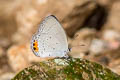 Indian Cupid Everes lacturnus rileyi (Oriental Cupid)