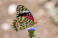 Indian Fritillary Argynnis hyperbius hyperbius